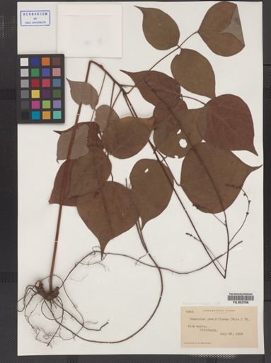 Desmodium glutinosum