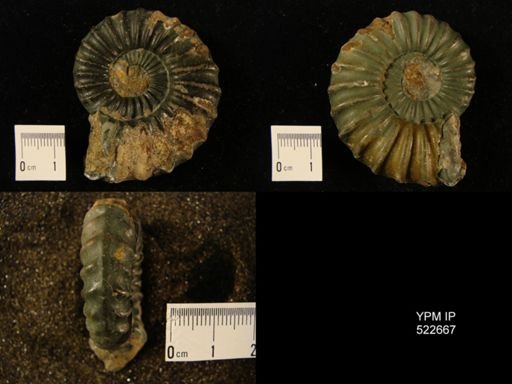 Aegasteroceras sagittarium