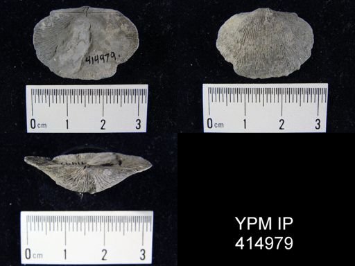 Devonochonetes?