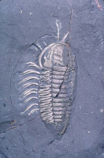 Triarthrus becki