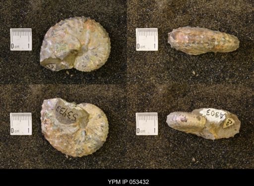 Discoscaphites conradi
