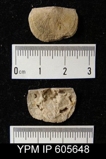 Multicostella bursa