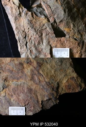 Eoconularia?