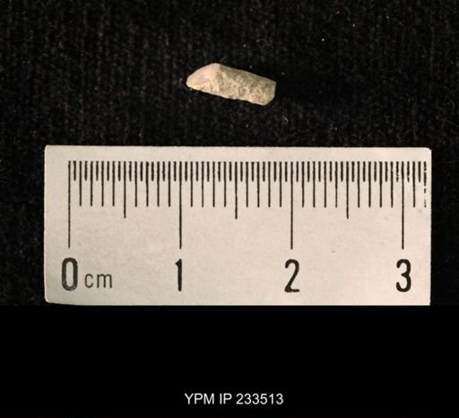 Archaeocidaris sp.