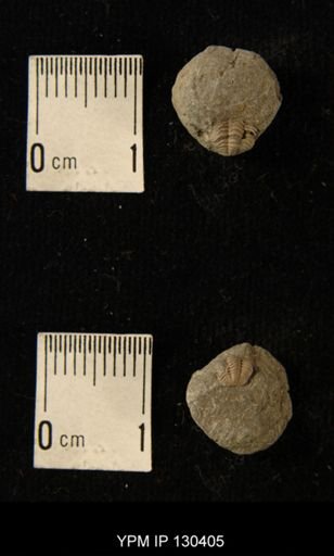 Phacops rana