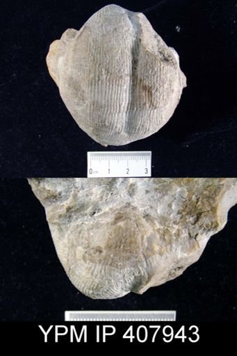 Productus productus
