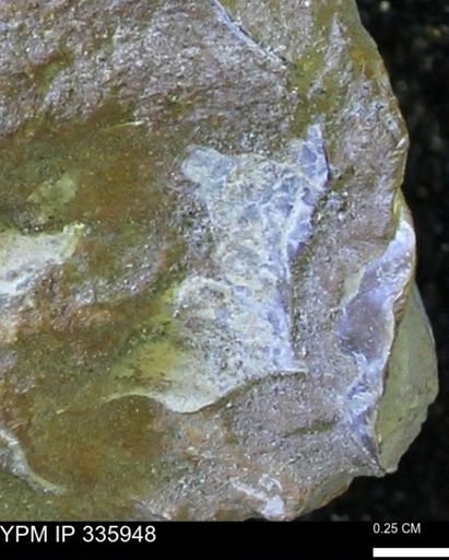 undet. Mollusca