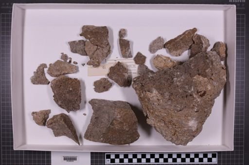mixed taxa, stratigraphic collection