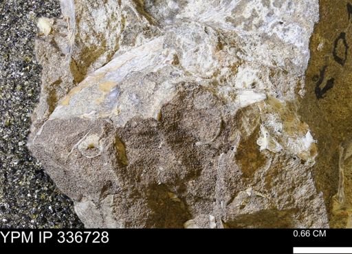 undet. Ammonoidea