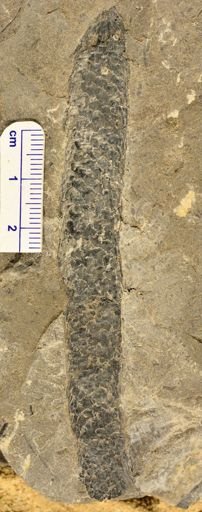 Lepidostrobus sp.