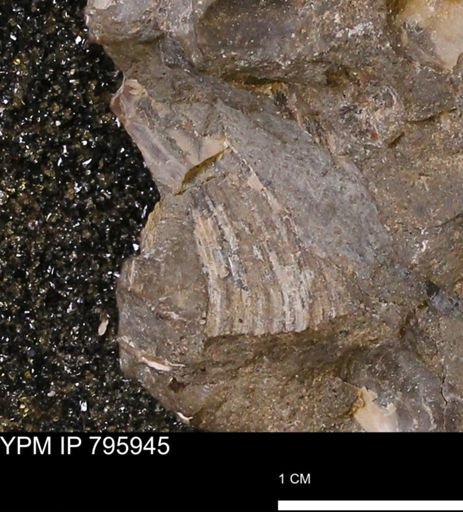 undet. Mollusca