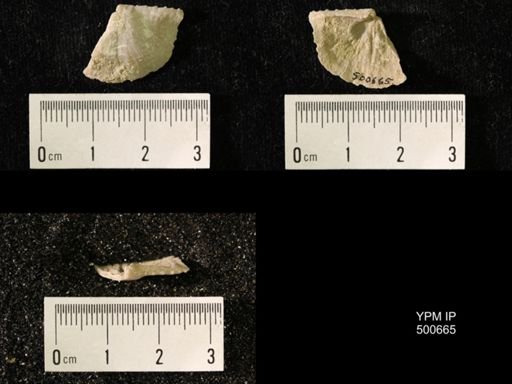 Chonetes granulifer meekanus