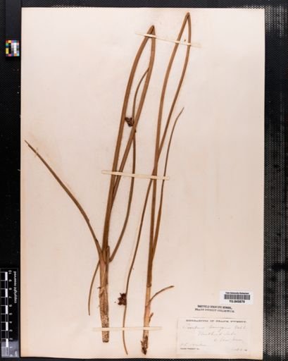 Scirpus americanus