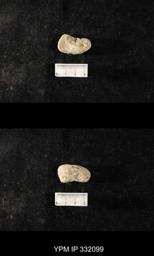 undet. Bryozoa