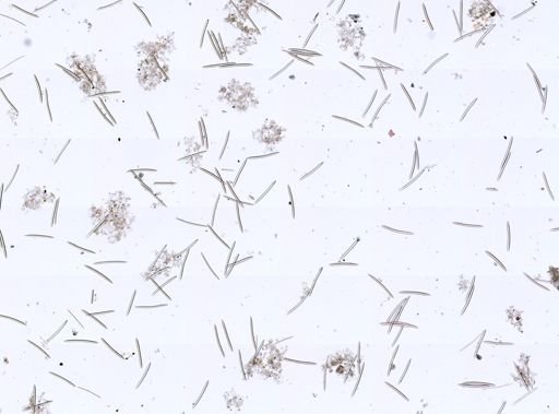 Haliclonidae
