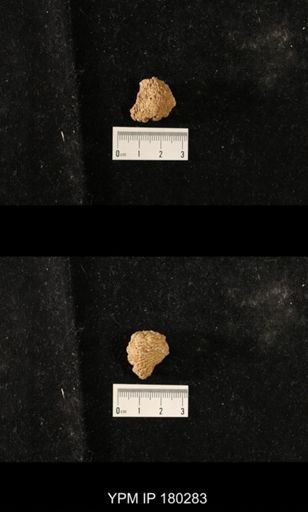 Saccospongia rudis