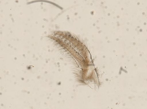 Amphibalanus venustus