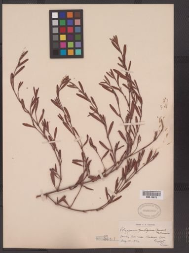 Polygonum prolificum