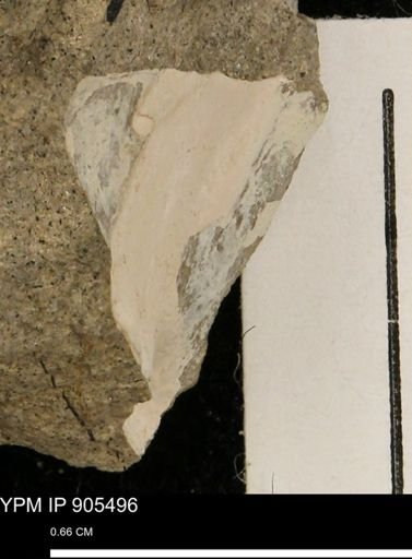 undet. Mollusca