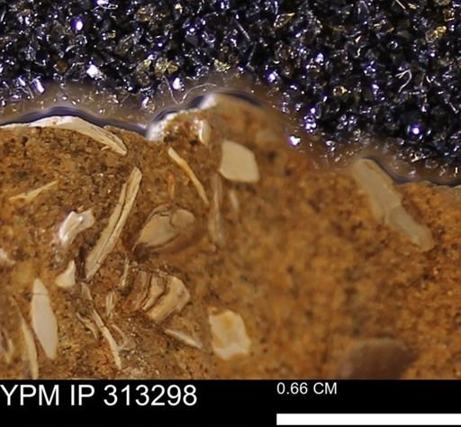 Corbicula sp.