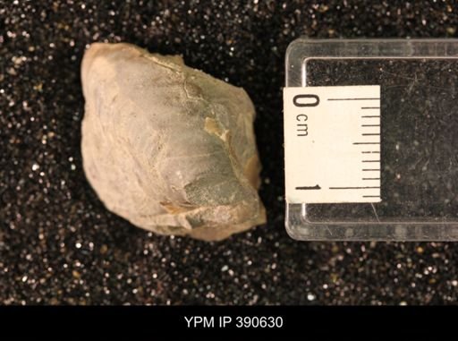 undet. Bivalvia