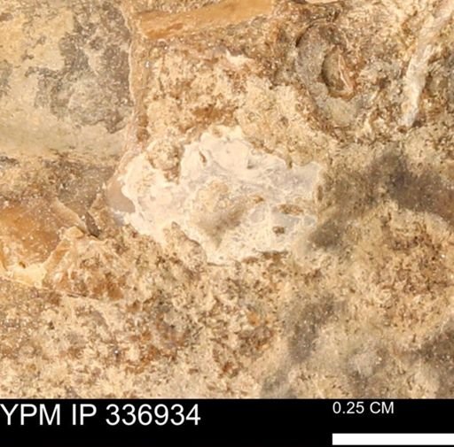 undet. Mollusca