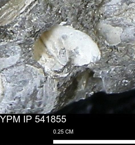 Corbulamella gregaria
