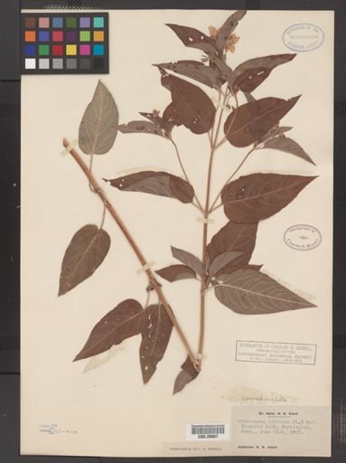 Plantae