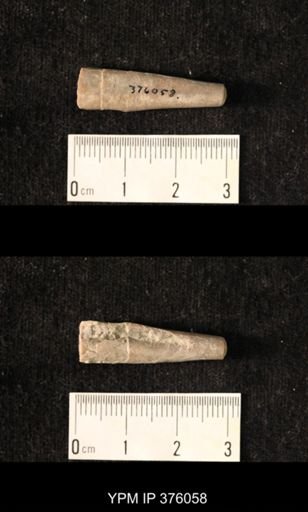 Pseudorthoceras knoxense