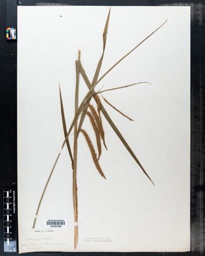 Carex gynandra