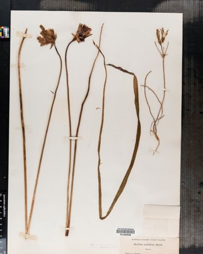 Brodiaea