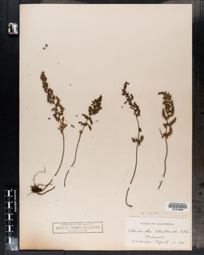 Cheilanthes covillei