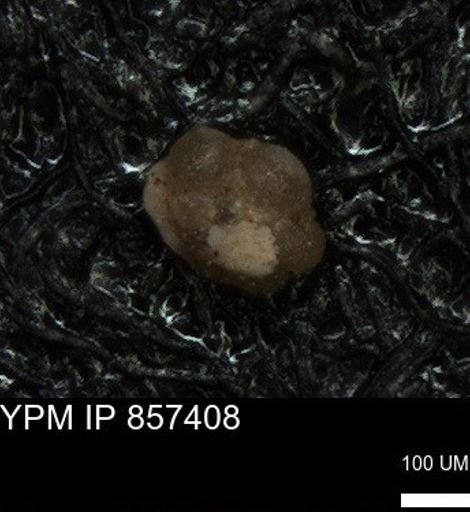 undet. Foraminiferida