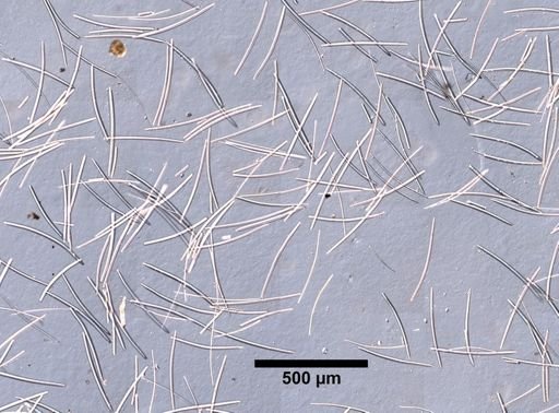 Xestospongia muta