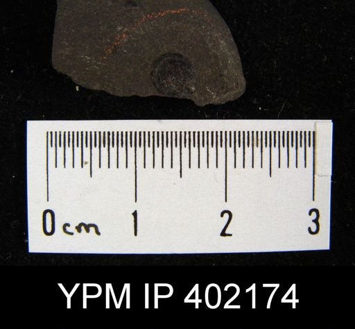 Leptobolus sp.