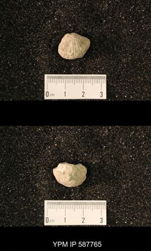 Anastrophia internascens
