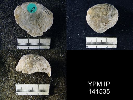 Productus (Linoproductus) asperulus