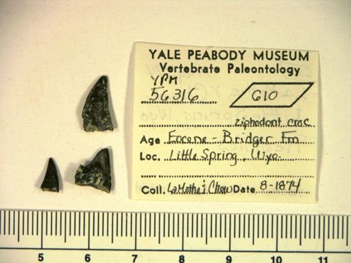 undet. Eusuchia