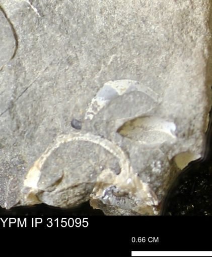 undet. Mollusca