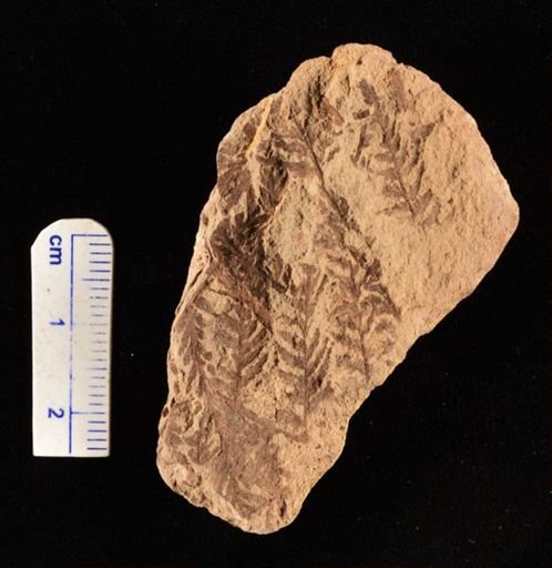 Cladophlebis sp.