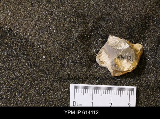 undet. Scaphitidae