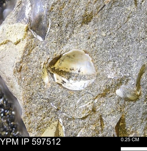Limopsis?