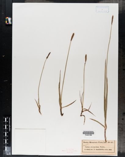 Carex scirpoidea