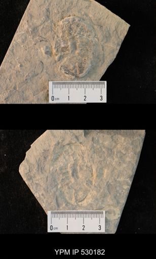 Elrathia kingi