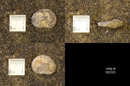 Discoscaphites rossi