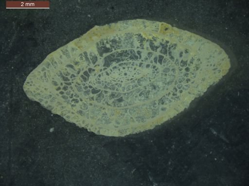 Paraschwagerina acuminata