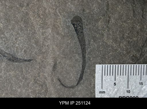Cooksonia sp.