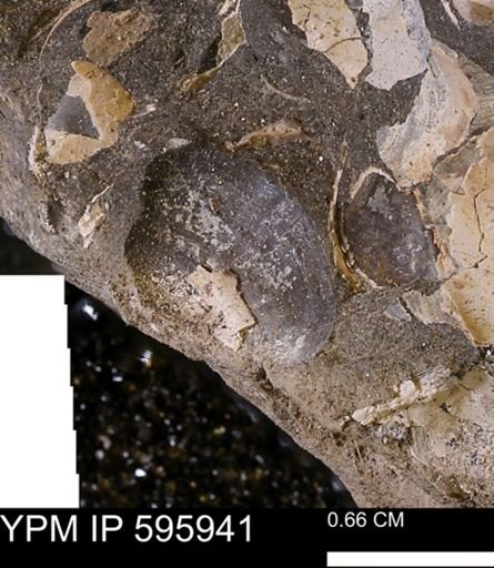 undet. Bivalvia