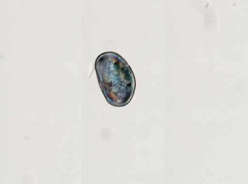 Ostracoda