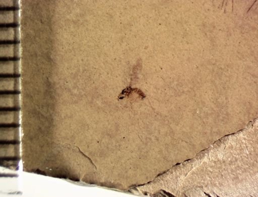 Dolichopodidae?